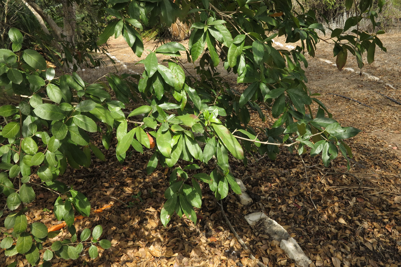 Изображение особи Combretum erythrophyllum.