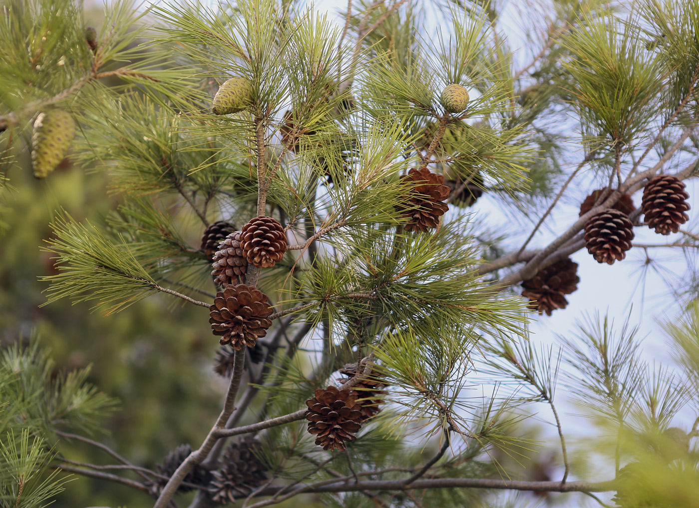 Изображение особи Pinus halepensis.