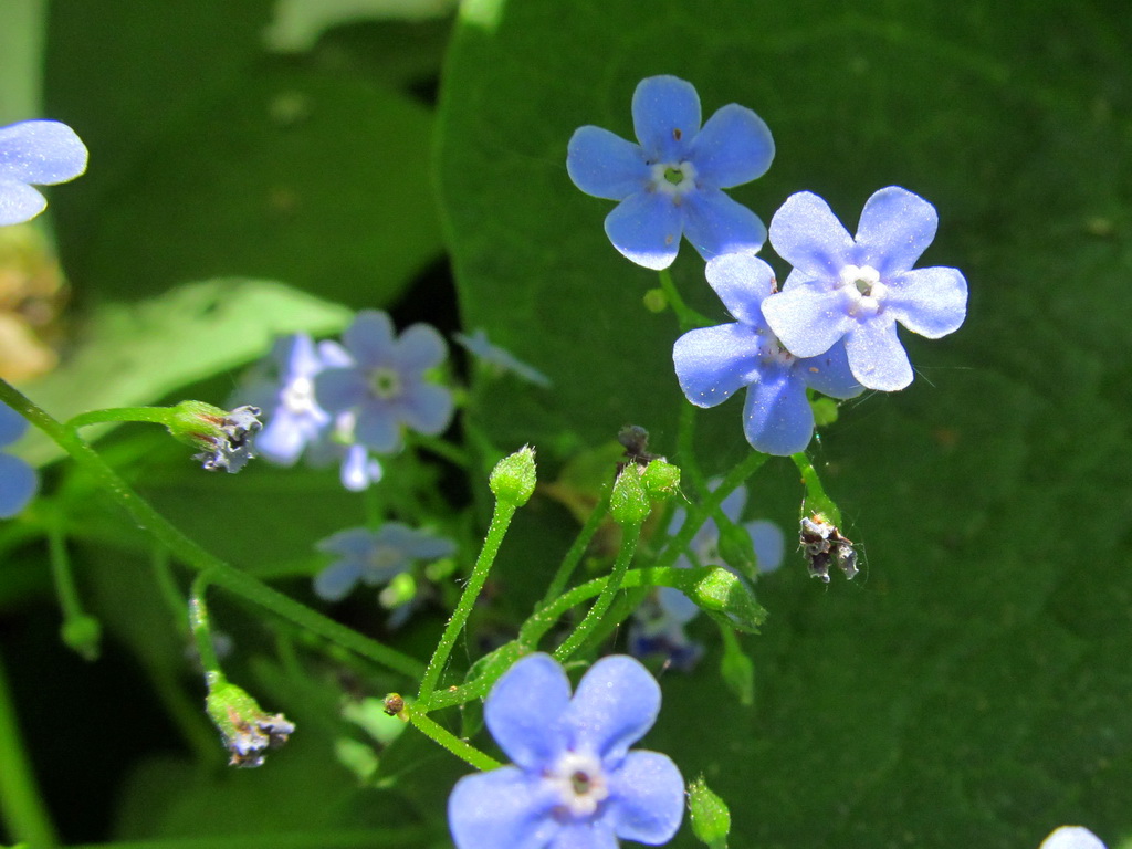 Image of Brunnera macrophylla specimen.