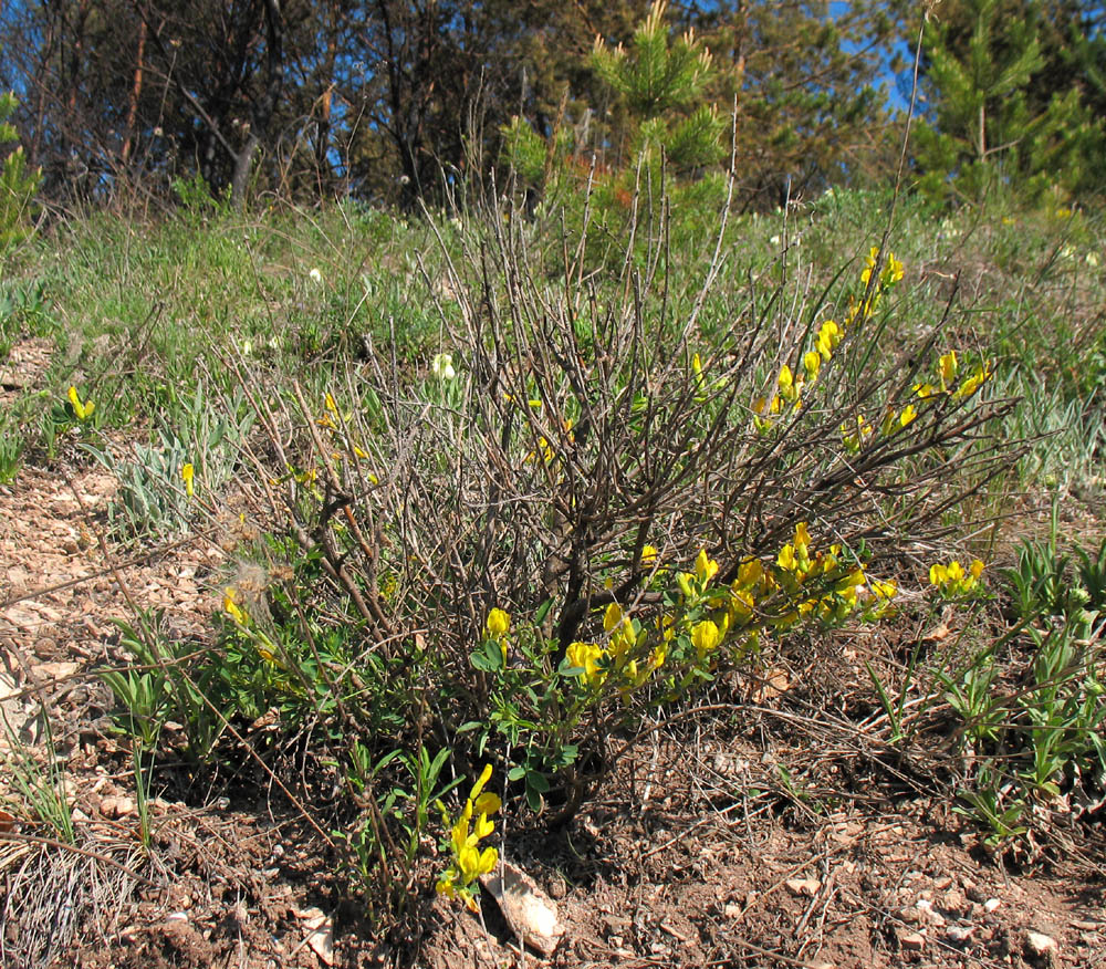 Изображение особи Chamaecytisus ruthenicus.