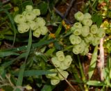 Valerianella vesicaria