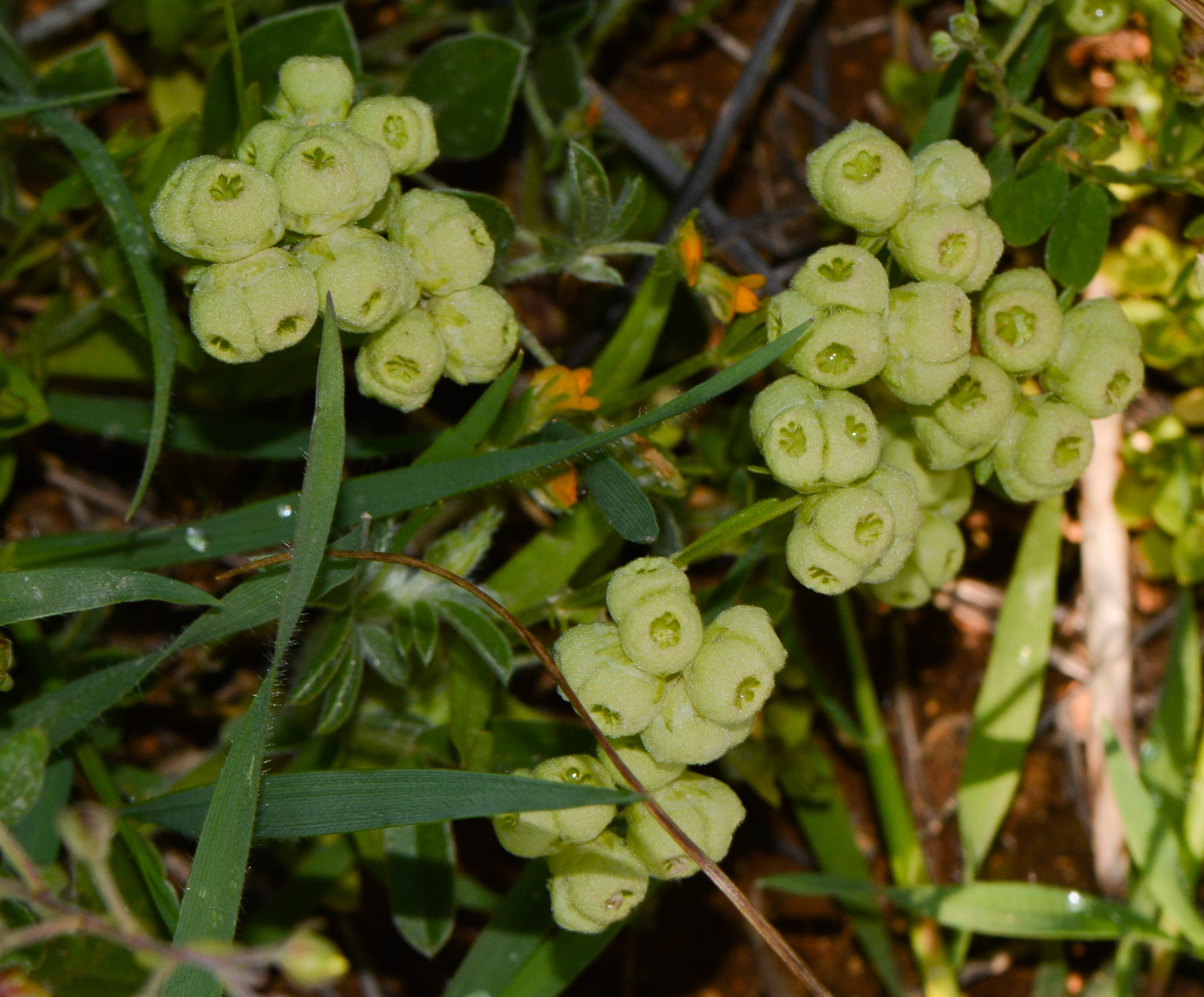 Изображение особи Valerianella vesicaria.