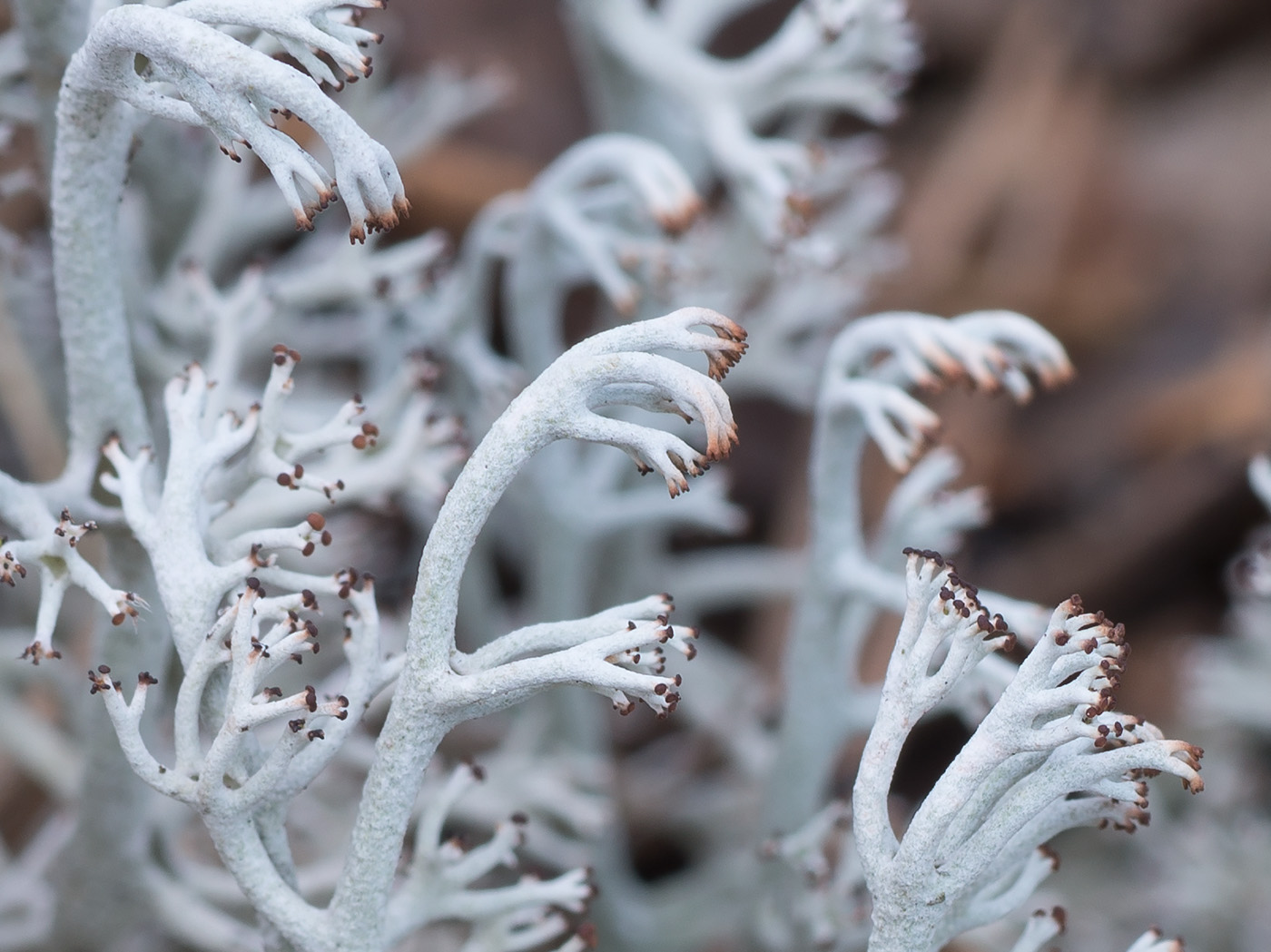 Изображение особи Cladonia rangiferina.