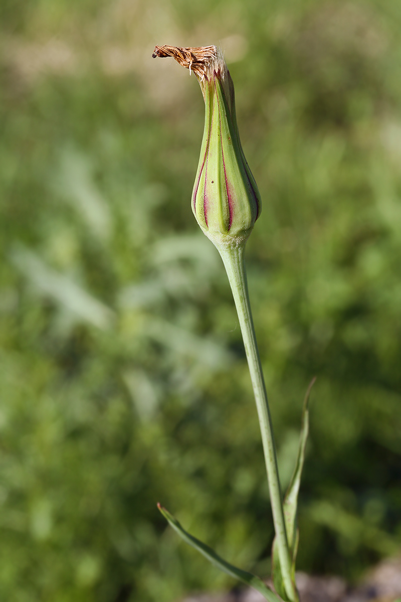 Изображение особи Tragopogon pratensis.