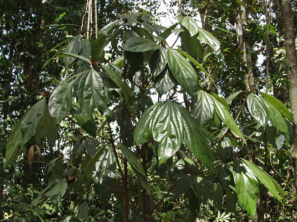 Image of genus Cryptocarya specimen.