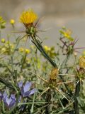 Centaurea idaea