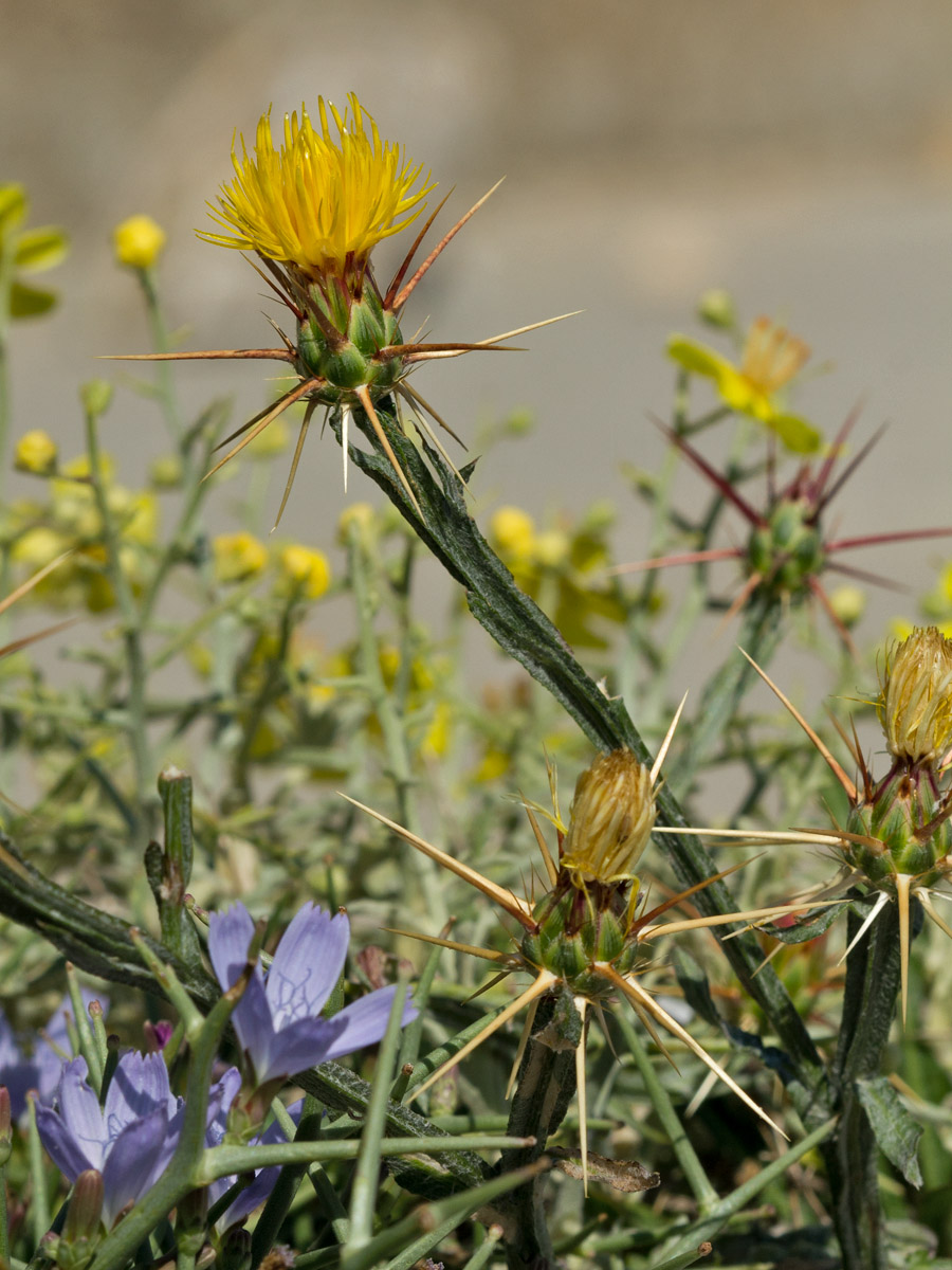 Изображение особи Centaurea idaea.