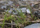 Trichophorum alpinum. Цветущие побеги. Чехия, Оломоуцкий край, природный заповедник Jeseníky, субальпийский луг, выход ключа на щебнистой осыпи. 15.06.2017.