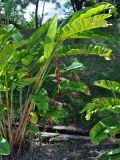Heliconia chartacea
