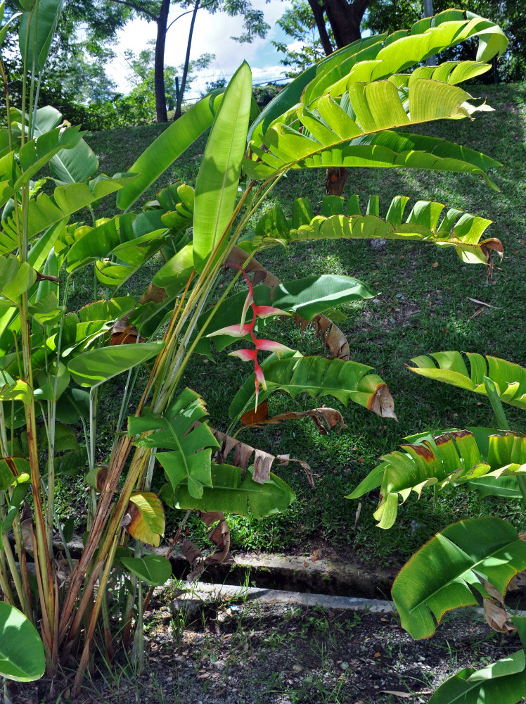 Image of Heliconia chartacea specimen.