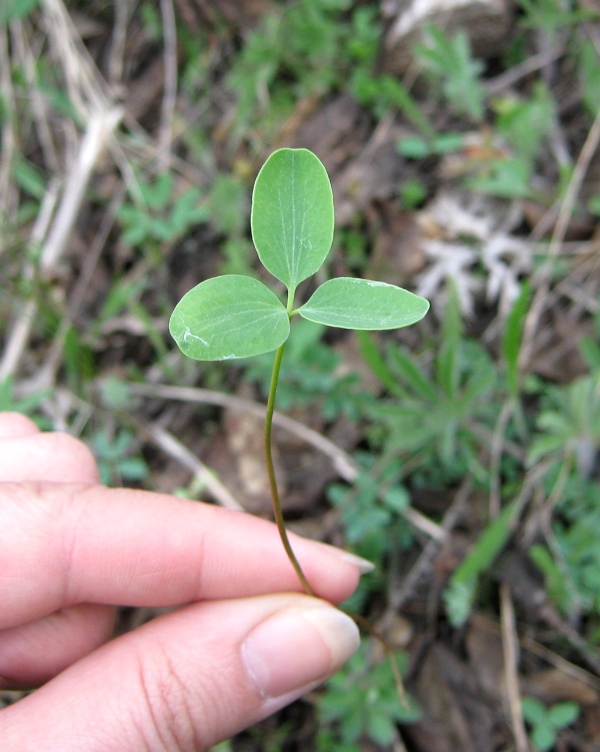 Изображение особи Gymnospermium odessanum.