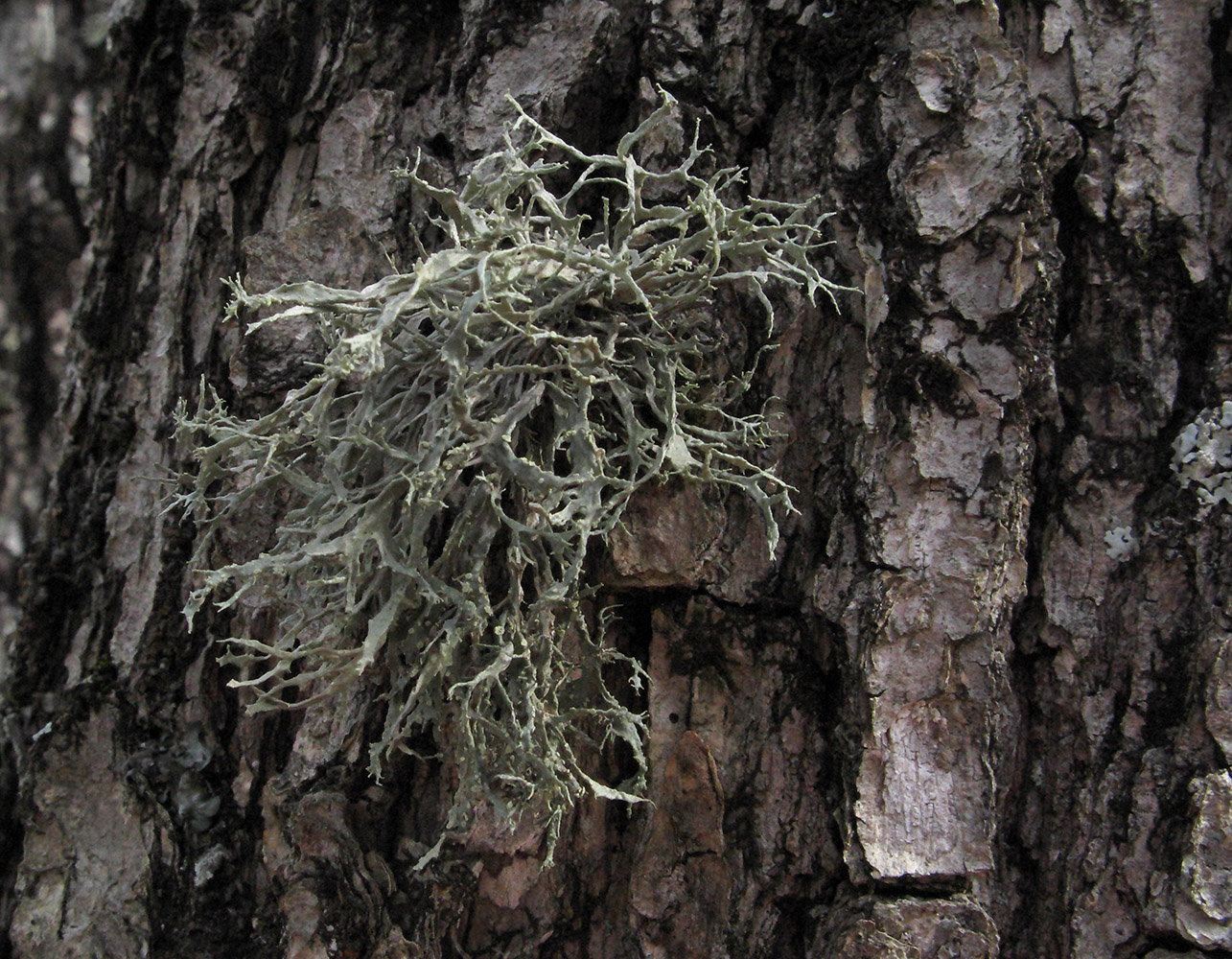 Image of Evernia prunastri specimen.