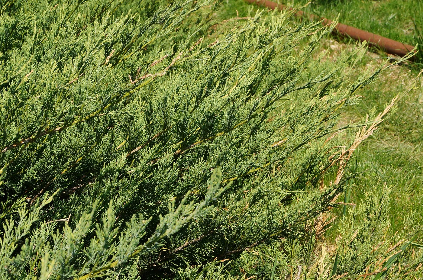 Image of Juniperus sabina specimen.