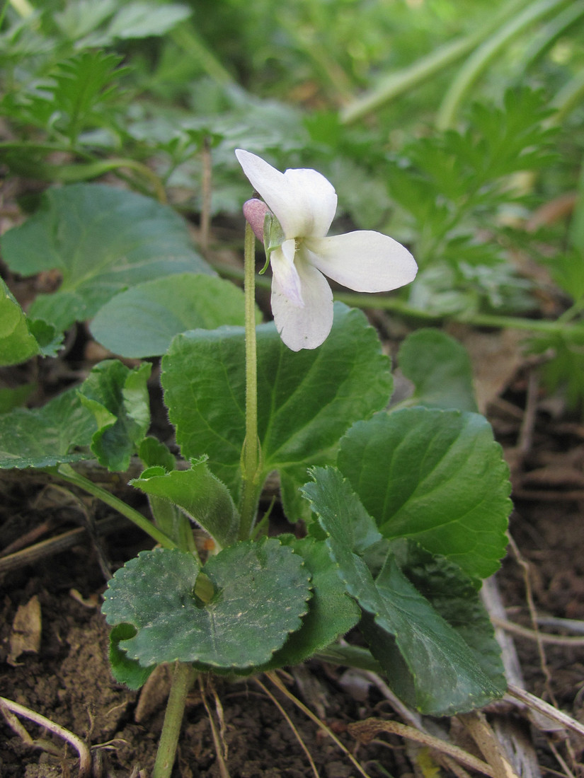 Image of Viola suavis specimen.