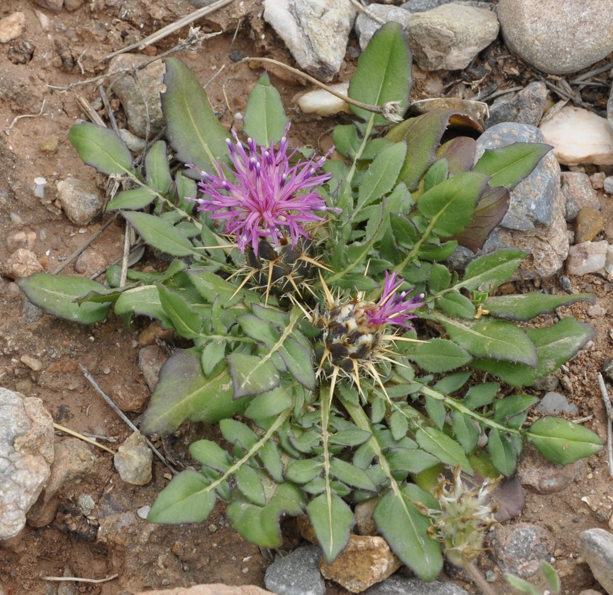 Изображение особи Centaurea raphanina ssp. mixta.