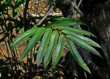 Acrostichum speciosum. Вайя. Малайзия, о-в Калимантан, национальный парк Бако, мангровый лес. 09.05.2017.