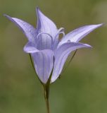 Campanula spatulata