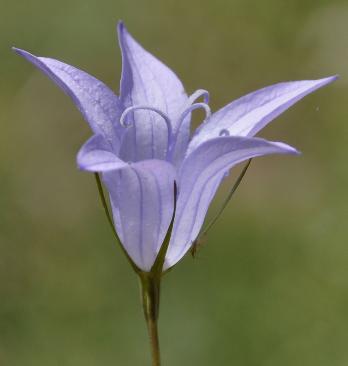 Image of Campanula spatulata specimen.