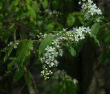 Image of taxon representative. Author is Виталий Гуменюк