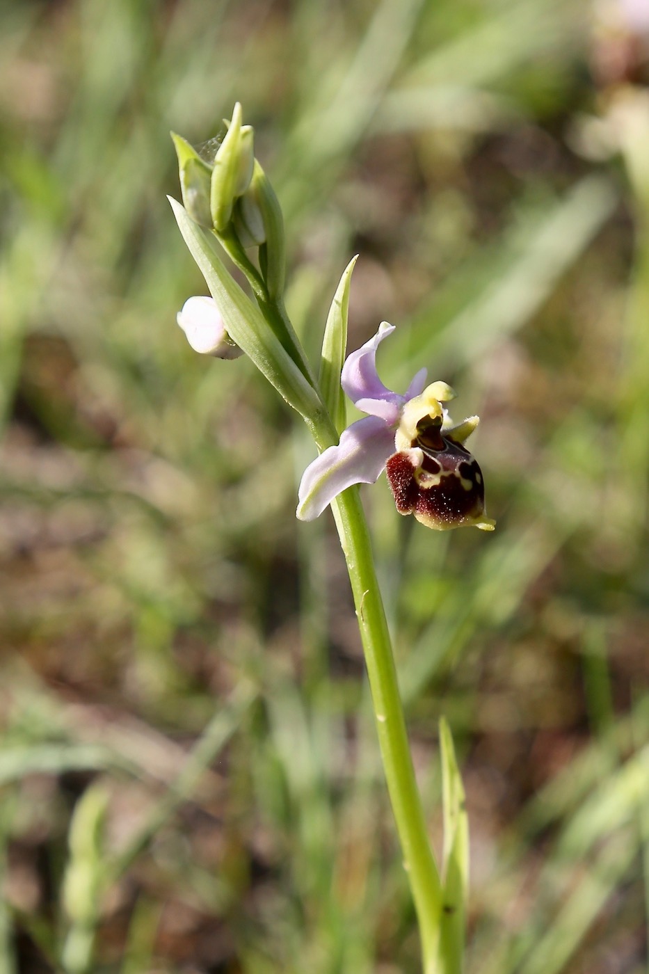 Изображение особи Ophrys scolopax.