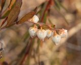 Chamaedaphne calyculata. Верхушка побега с соцветием. Магаданская обл., Ольский р-н, бассейн р. Омчик, р. Нижний Омчик, заболоченный участок. 09.06.2010.