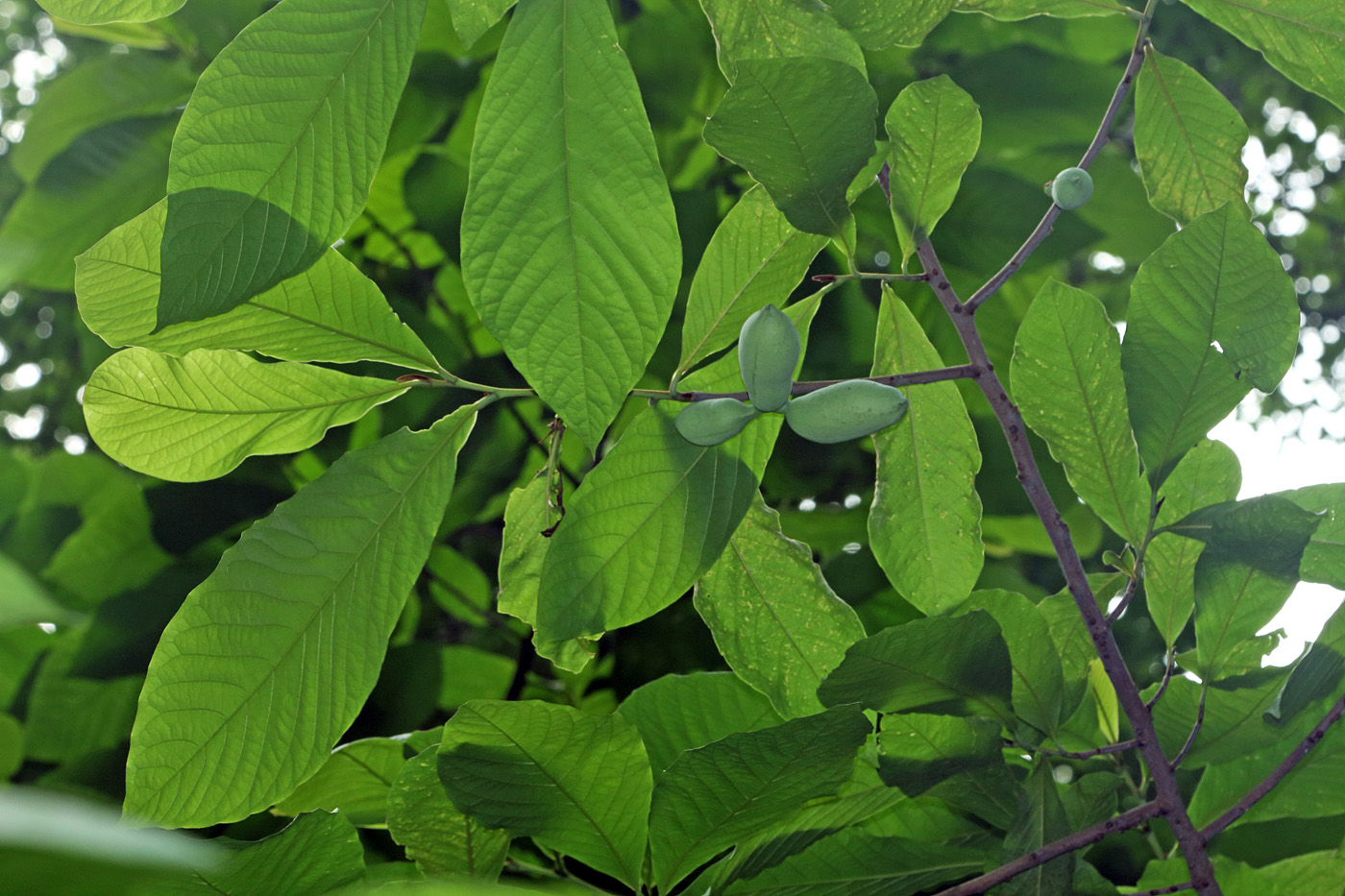 Image of Asimina triloba specimen.