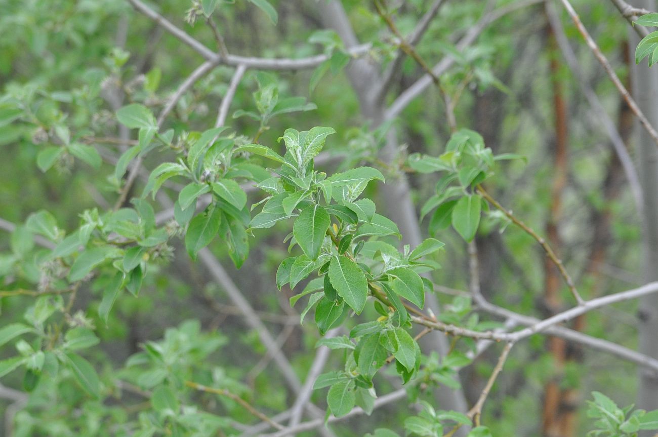 Image of Salix caprea specimen.