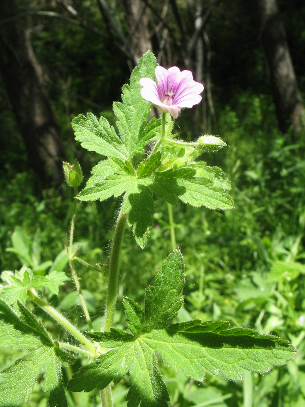 Image of Geranium divaricatum specimen.