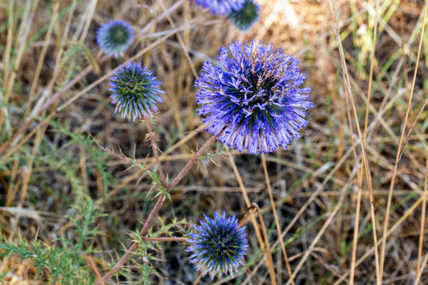 Изображение особи Echinops adenocaulos.