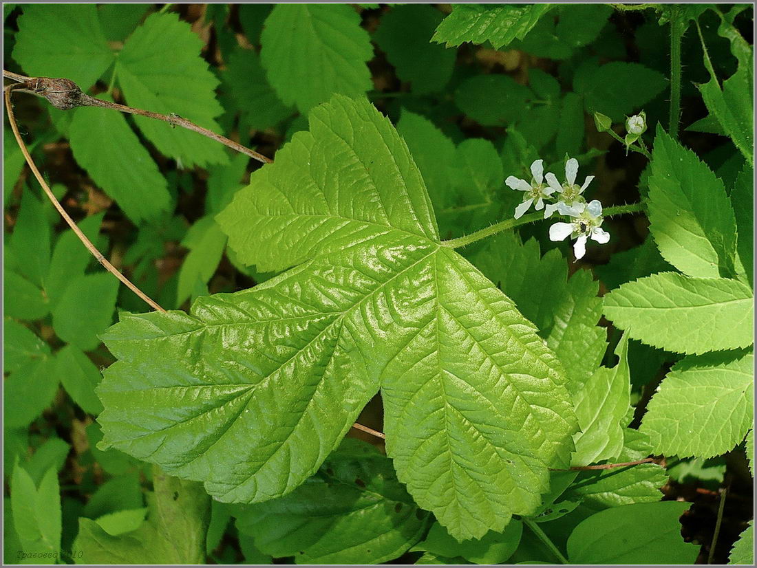 Изображение особи Rubus saxatilis.