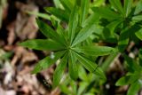 Galium odoratum