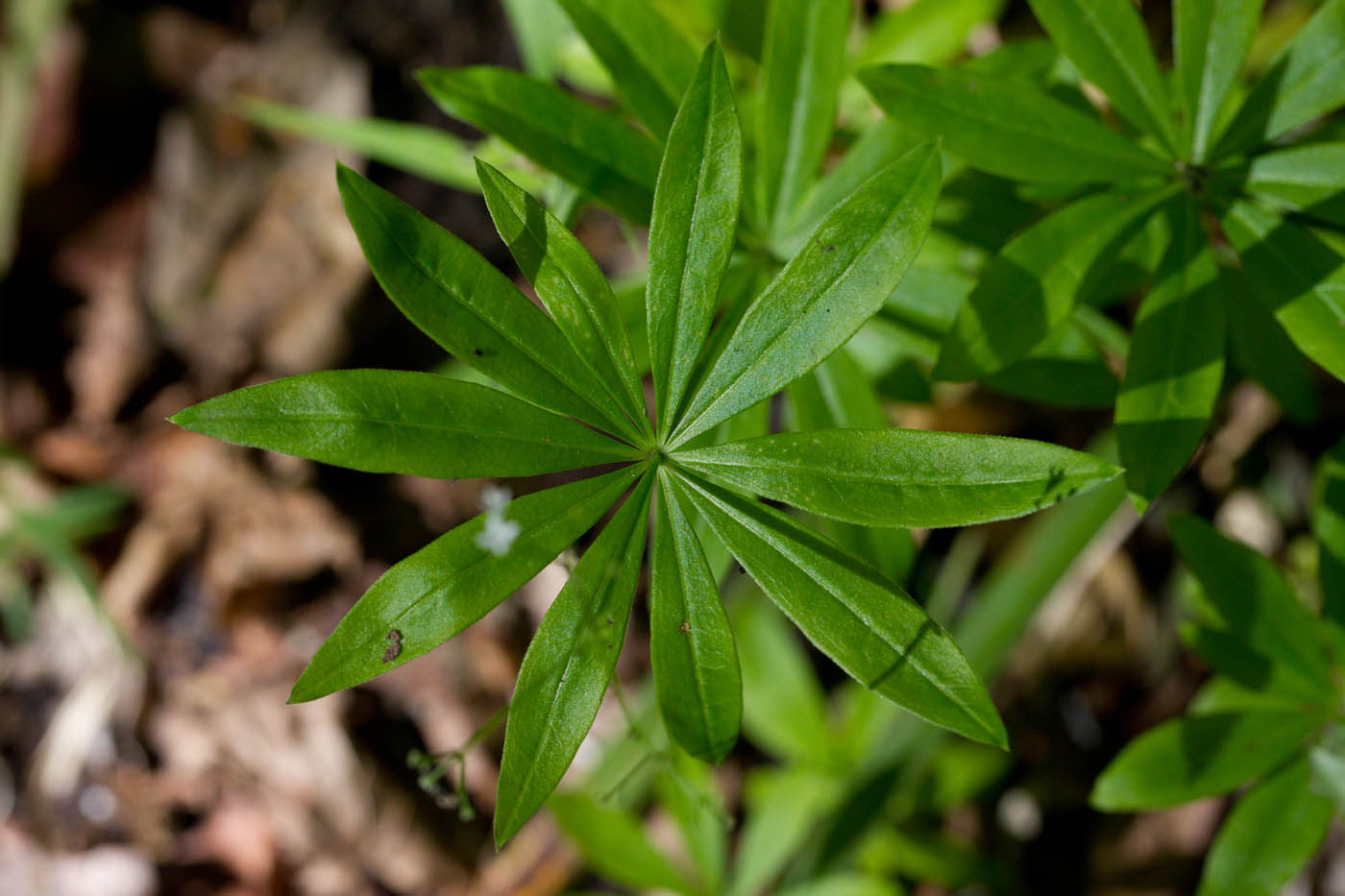 Image of Galium odoratum specimen.