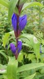 Gentiana axillariflora