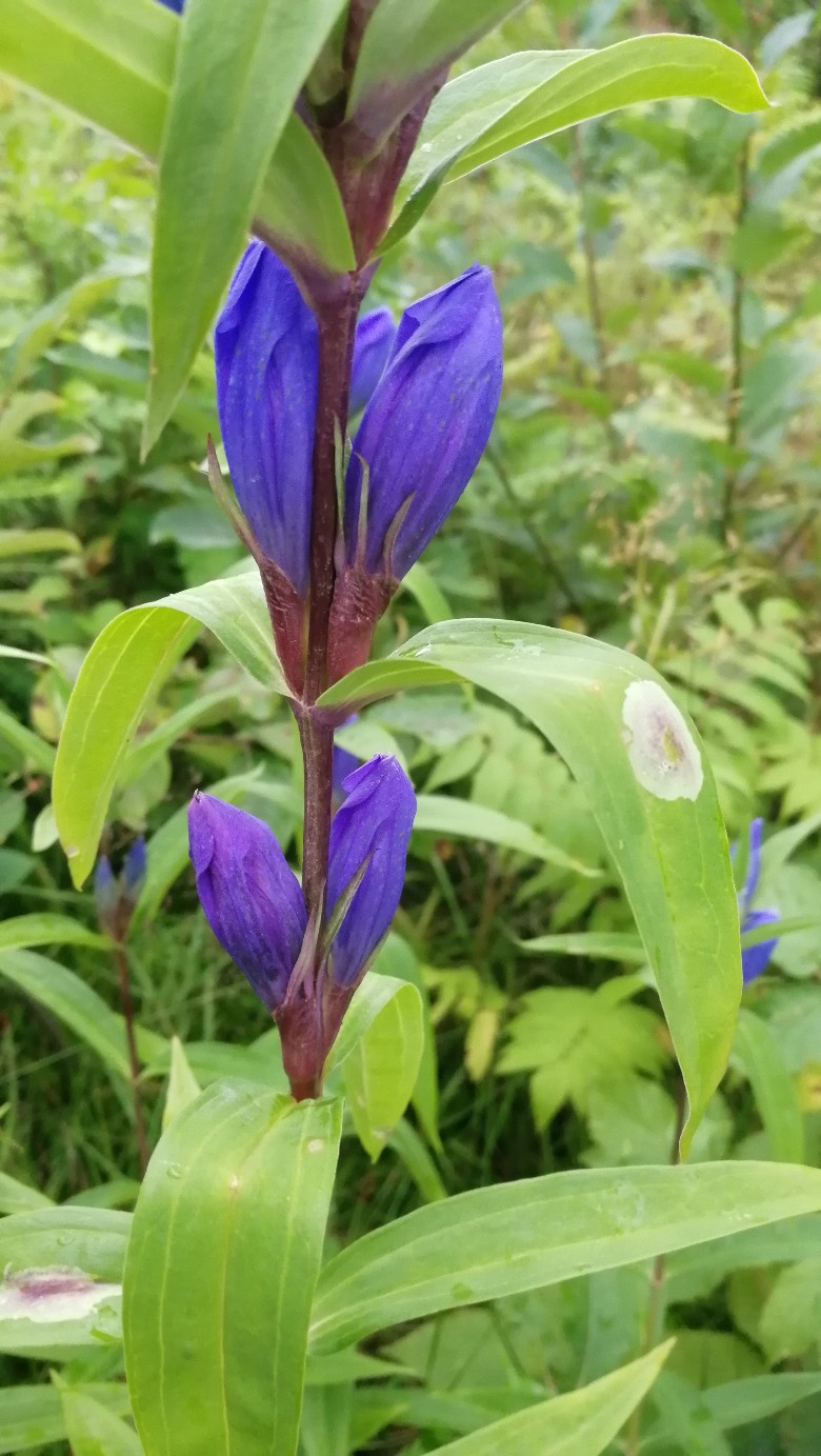 Изображение особи Gentiana axillariflora.