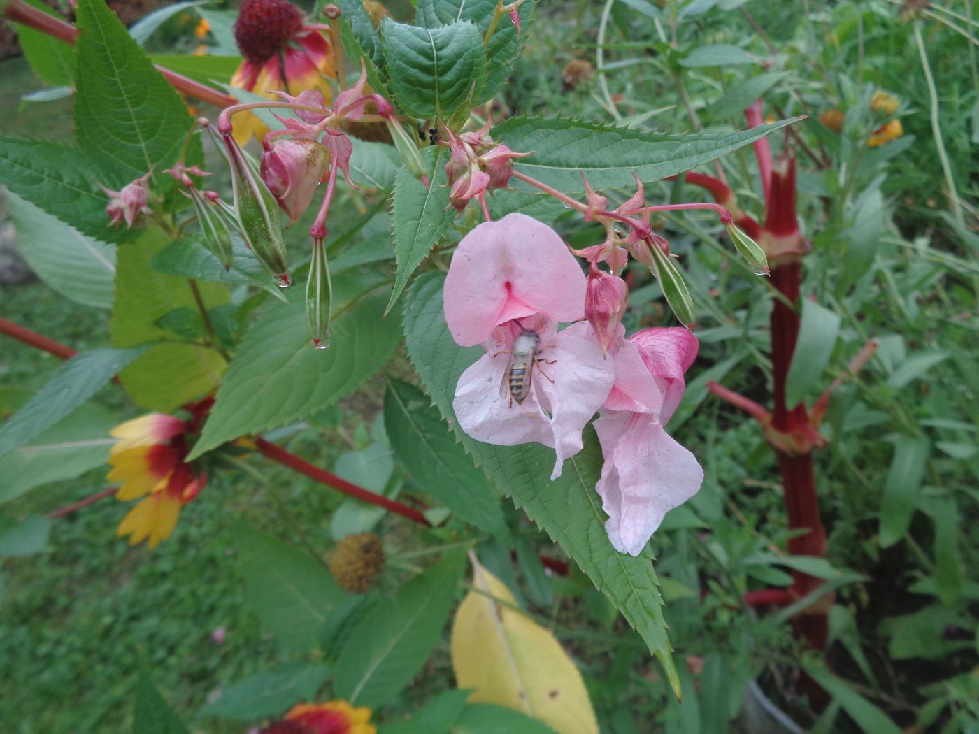 Image of Impatiens glandulifera specimen.