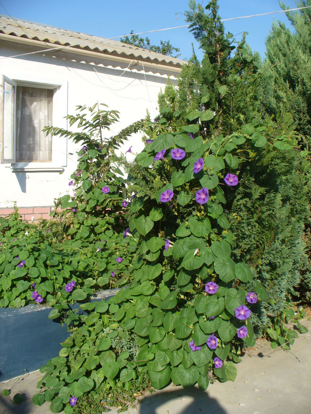 Image of Ipomoea purpurea specimen.