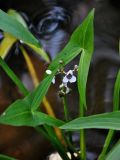 Sagittaria sagittifolia. Верхушка соцветия и листья. Московская обл., Шатурский р-н, долина р. Поля, в воде у берега. 18.08.2018.