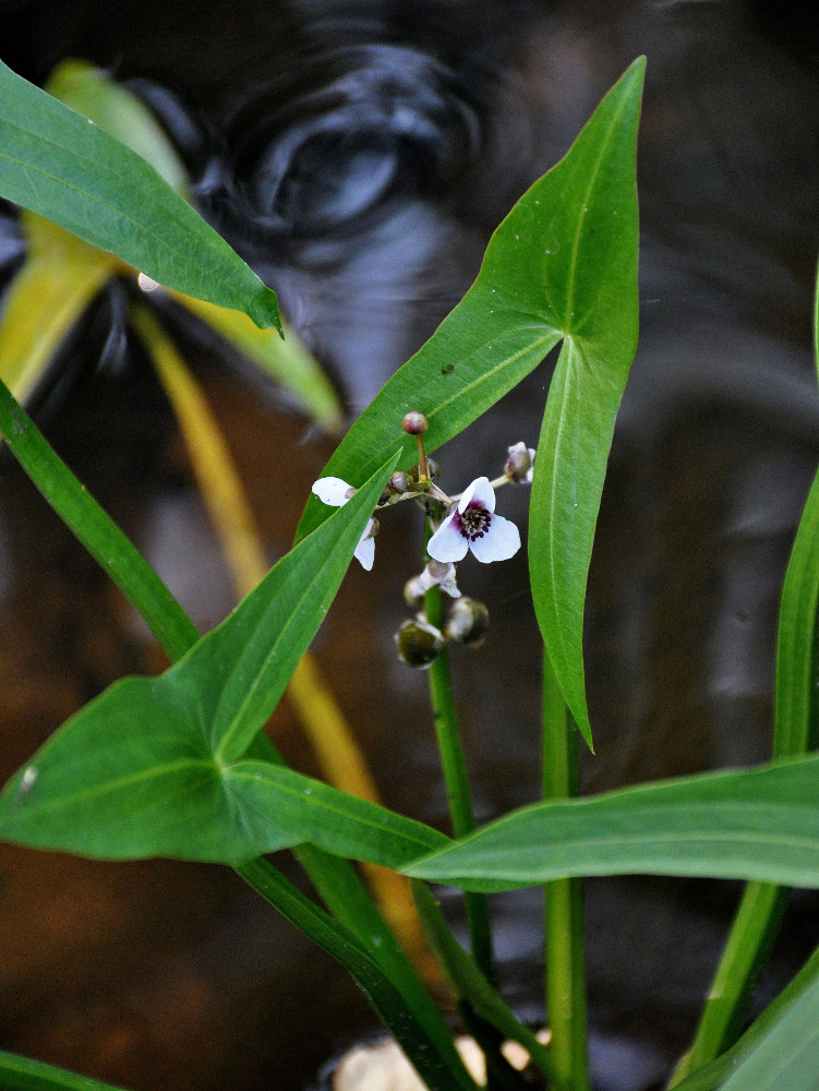 Image of Sagittaria sagittifolia specimen.