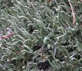 genus Cladonia