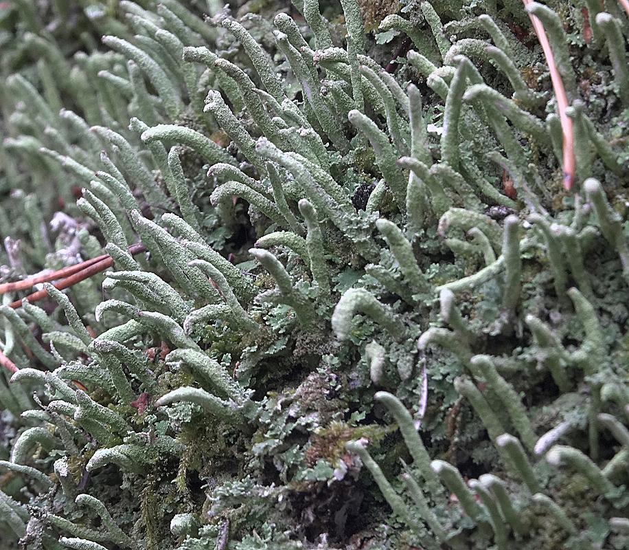 Изображение особи род Cladonia.