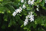 Exochorda tianschanica