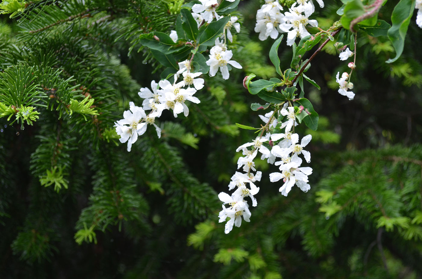 Image of Exochorda tianschanica specimen.