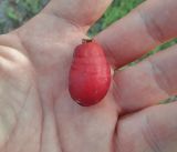 Phoenix dactylifera. Плод. Кипр, г. Айа-Напа, частная территория. 02.10.2018.