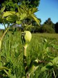 Archangelica officinalis