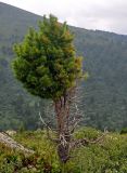 Pinus sibirica. Вегетирующее растение с частично отмершими ветвями. Красноярский край, Ермаковский р-н, природный парк \"Ергаки\", гора Птица, ≈ 2000 м н.у.м., горная тундра. 16.07.2018.