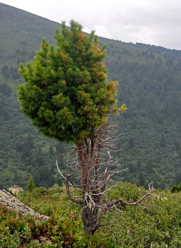 Image of Pinus sibirica specimen.