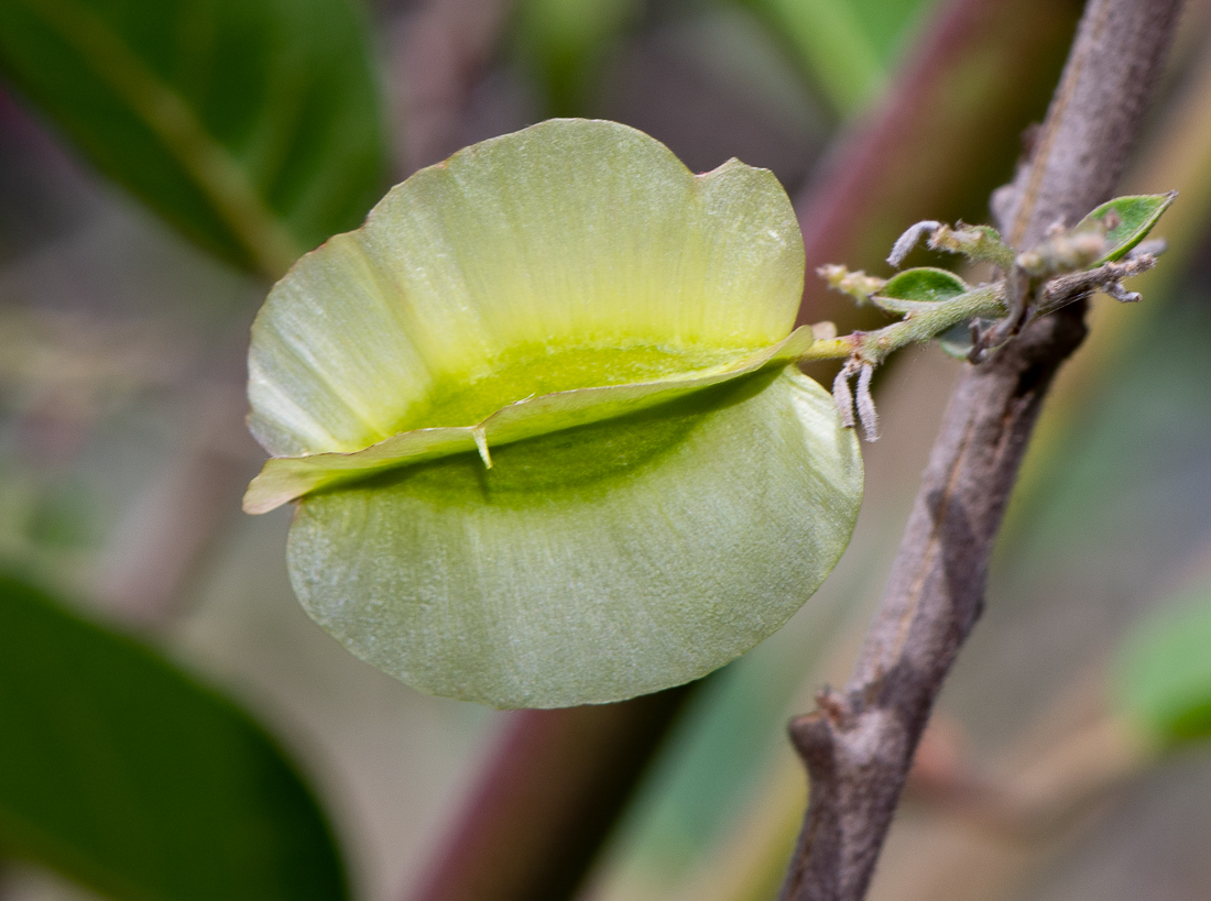 Изображение особи Combretum microphyllum.