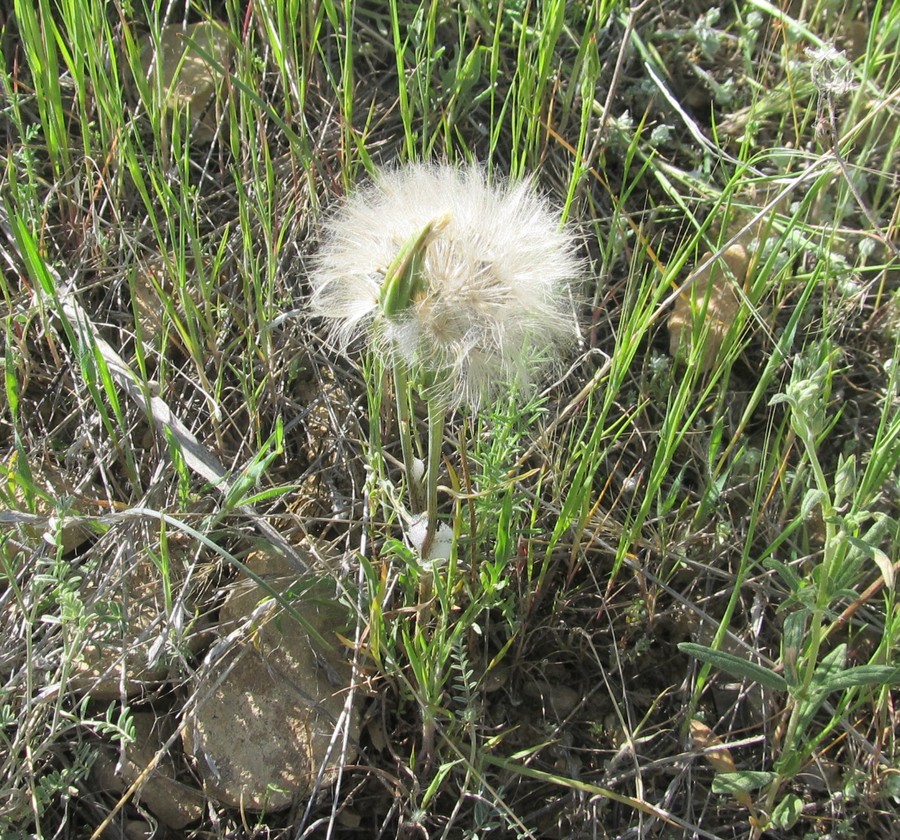 Image of genus Scorzonera specimen.