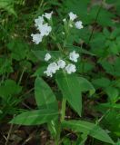 Pulmonaria mollis