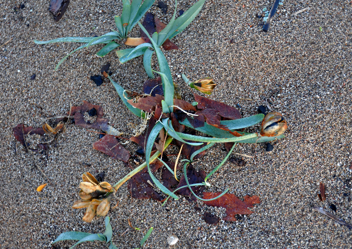 Изображение особи Pancratium maritimum.